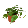 4" Philodendron Cordatum Heartleaf