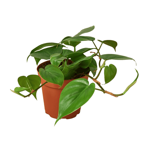 4" Philodendron Cordatum Heartleaf