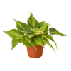 4" Philodendron 'Brasil'