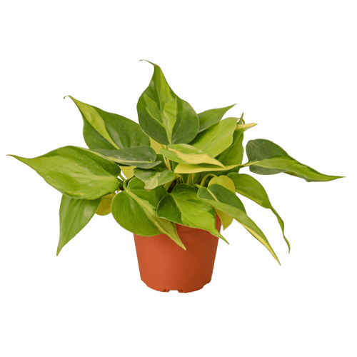 4" Philodendron 'Brasil'