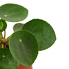 4" pot Pilea Peperomioides 'Chinese Money'