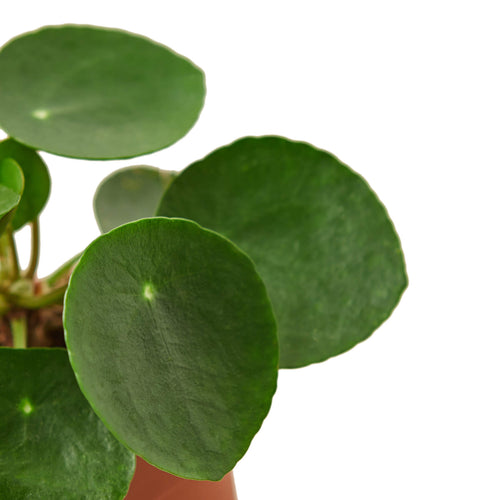 4" pot Pilea Peperomioides 'Chinese Money'