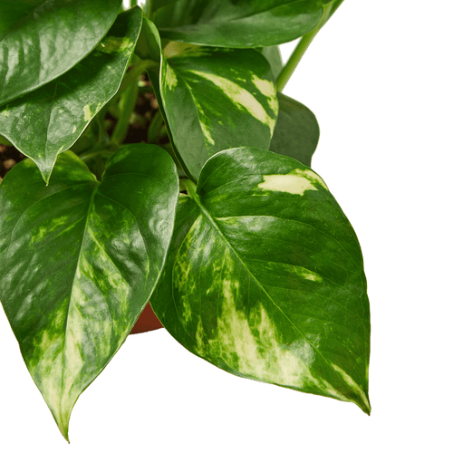 chinese pothos 4" pot Pilea Peperomioides 'Chinese Money'
