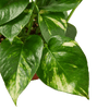 4" Pothos 'Golden'