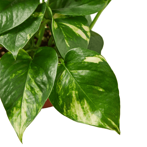 4 pothos 4" Pothos 'Golden'