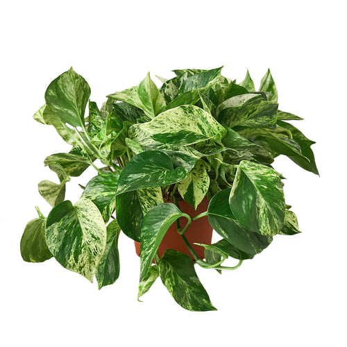 4" Pothos 'Marble Queen'
