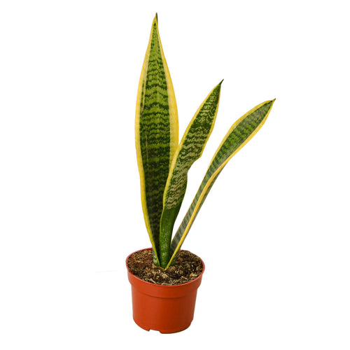 4" Snake Plant Laurentii